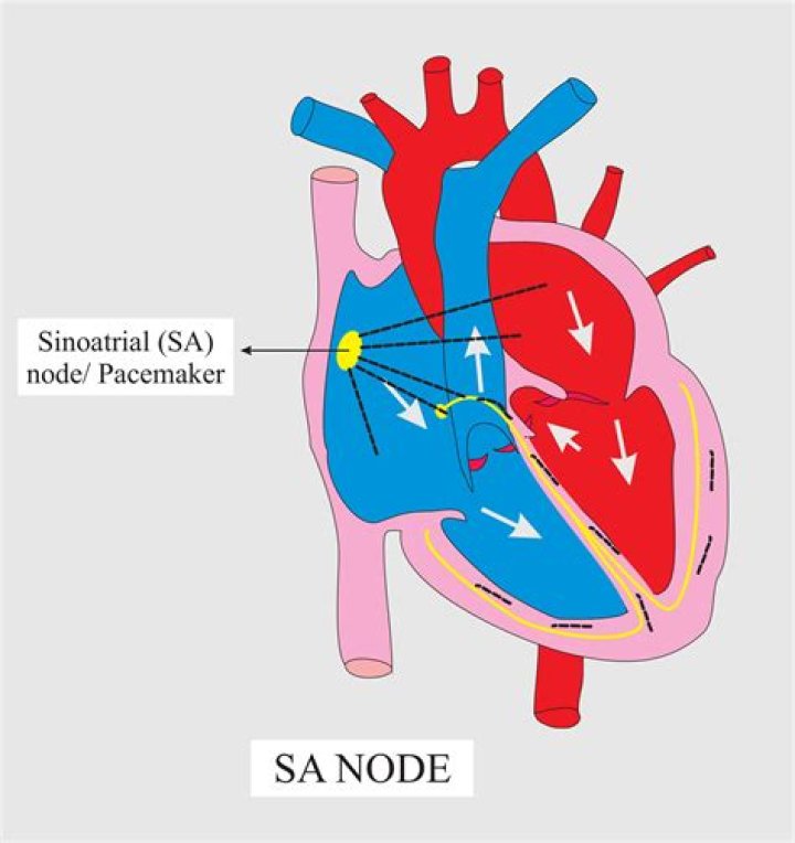 Which node is the pacemaker of the heart?