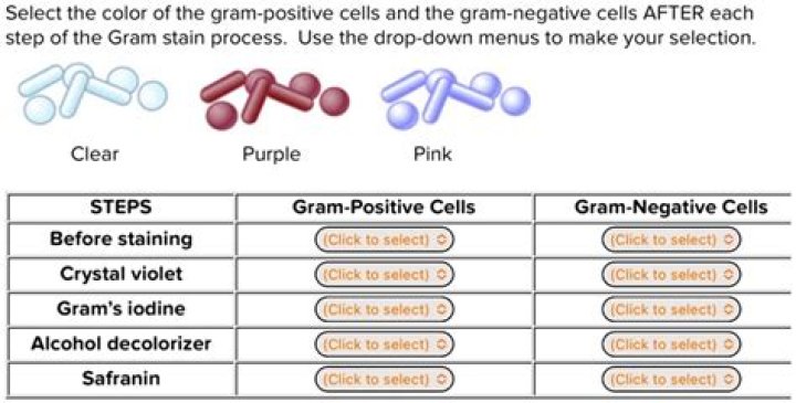 Which of the following acts as the decolorizer in the gram staining?