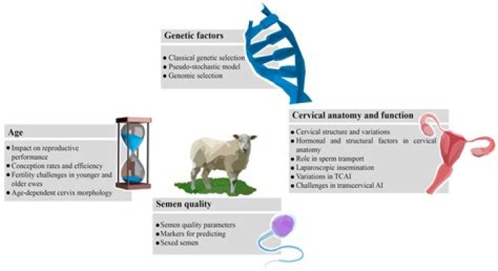 Which of the following are methods of estrus synchronization in cattle?