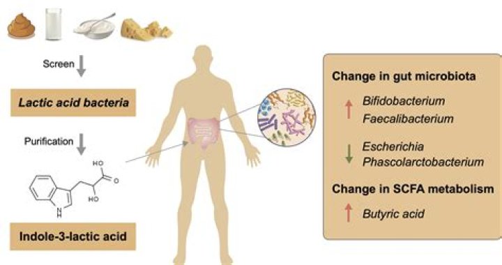 Which of the following are propionic acid bacteria?