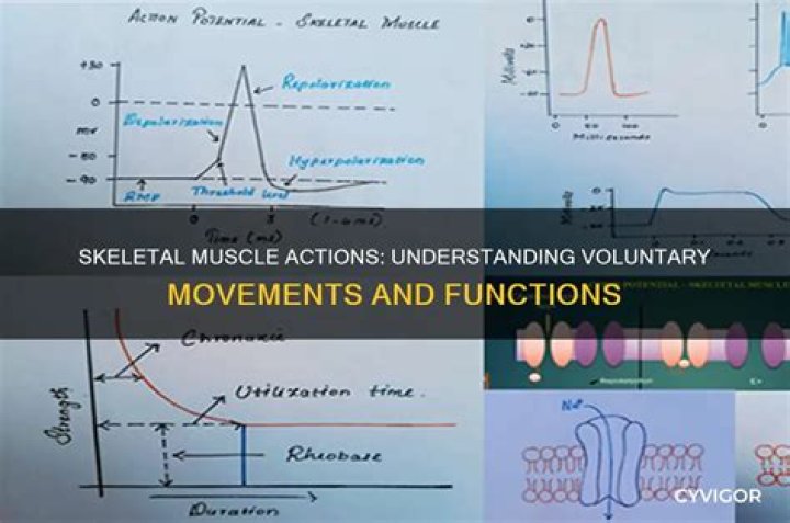Which of the following coordinates muscle actions?