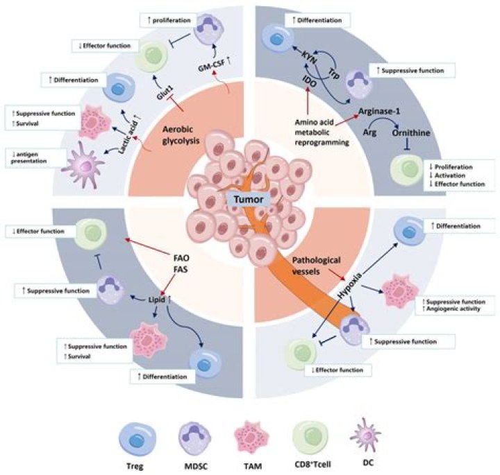 Which of the following factors is part of the microenvironment?
