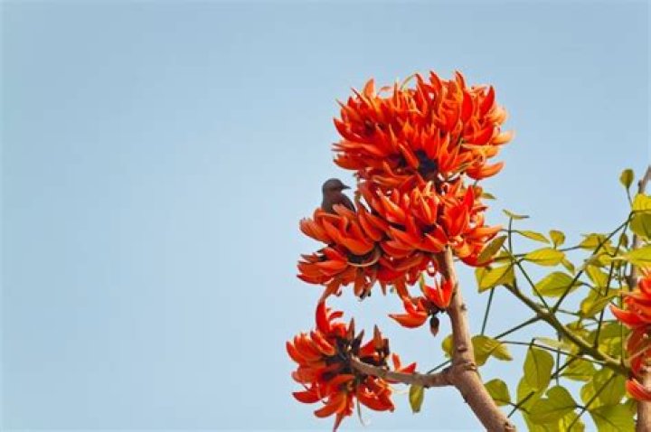 Which of the following flower is called the flame of the forest?