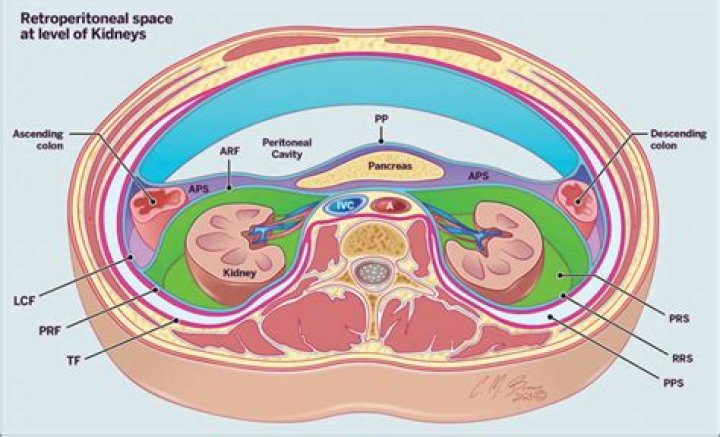 Which of the following is a retroperitoneal organ?