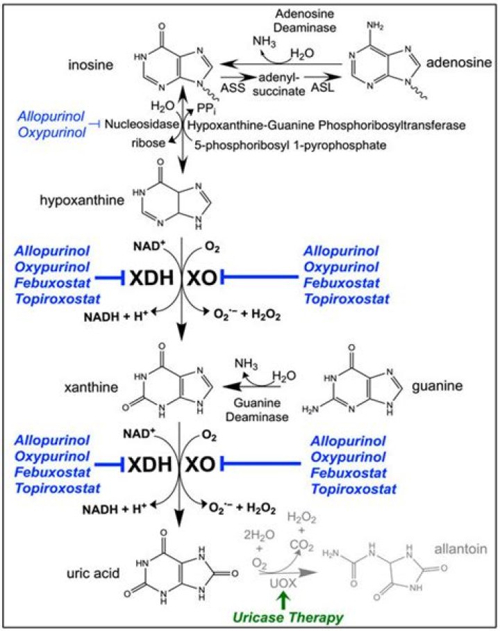 Which of the following is an analogue of hypoxanthine?