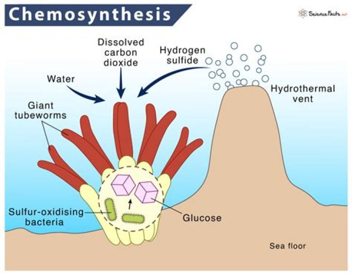 Which of the following is an example of chemosynthetic?
