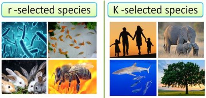 Which of the following is an r-selected species?