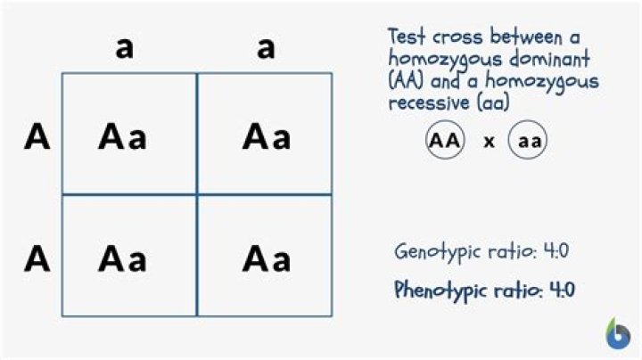 Which of the following is homozygous dominant?