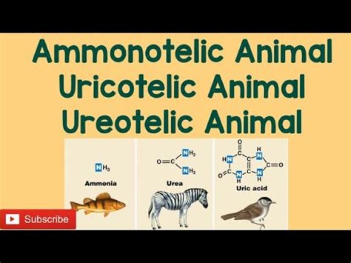 Which of the following is not a ureotelic animal?
