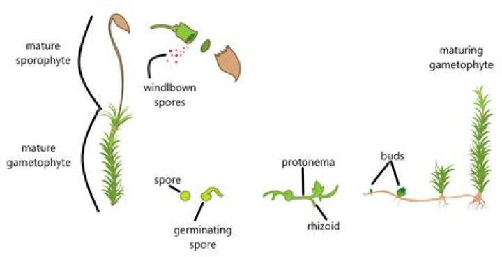 Which of the following is the male gametangium in plants?