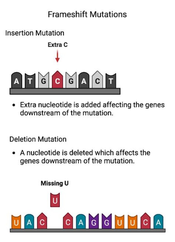 Which of the following might result in a frameshift mutation?