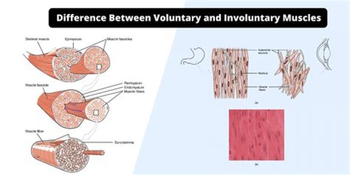 Which of the following muscles is uninucleate and involuntary?