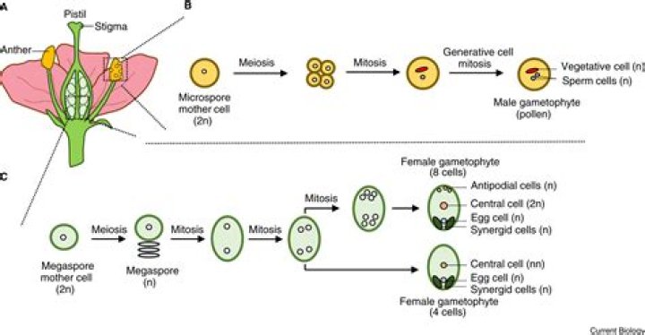 Which of the following shows zygotic meiosis?