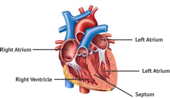 Which of the following superficially separates the atria from the ventricles?