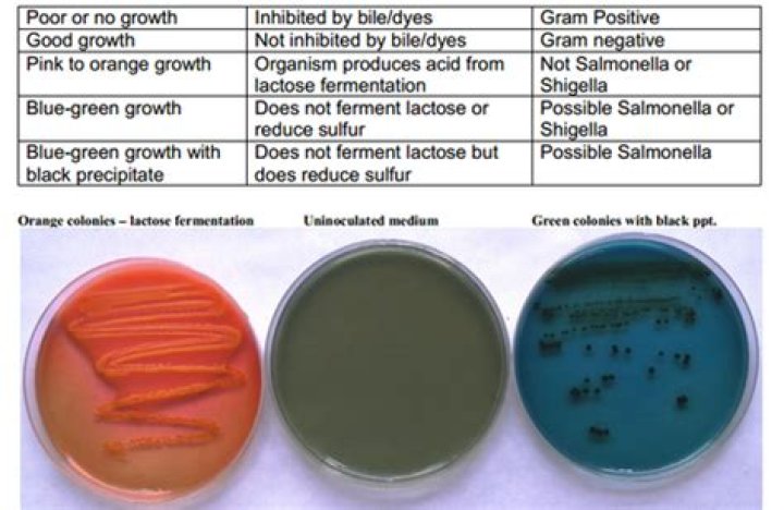 Which of the selective/enriched/differential agar(s) inhibit gram-positive growth?