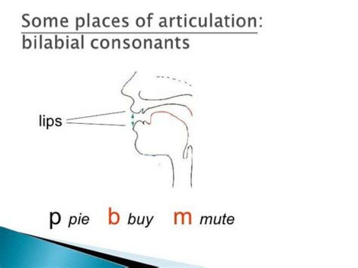 Which one is the bilabial plosive?
