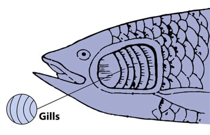 Which one respire through gills?