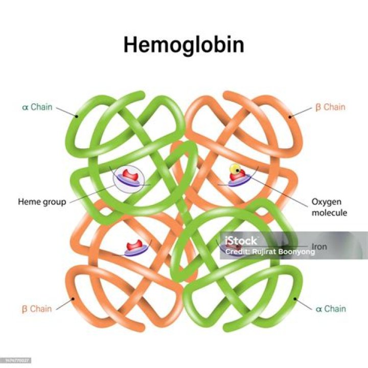 Which organ forms oxyhaemoglobin?