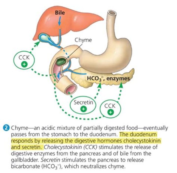 Which organ neutralizes the acid of the chyme?