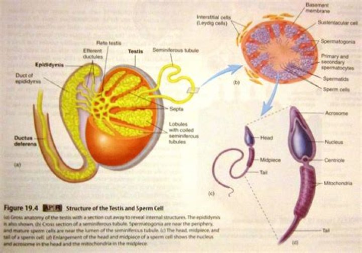 Which organ produces sperm?