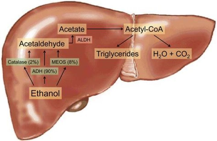 Which organelle detoxifies alcohol in the liver?