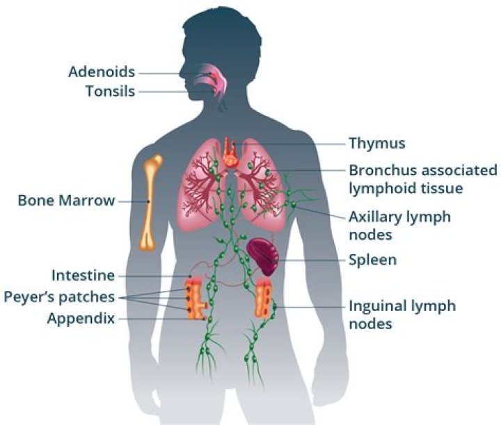 Which organs are involved in the immune system?