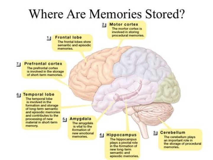 Which part of the forebrain retrieves memories from storage?