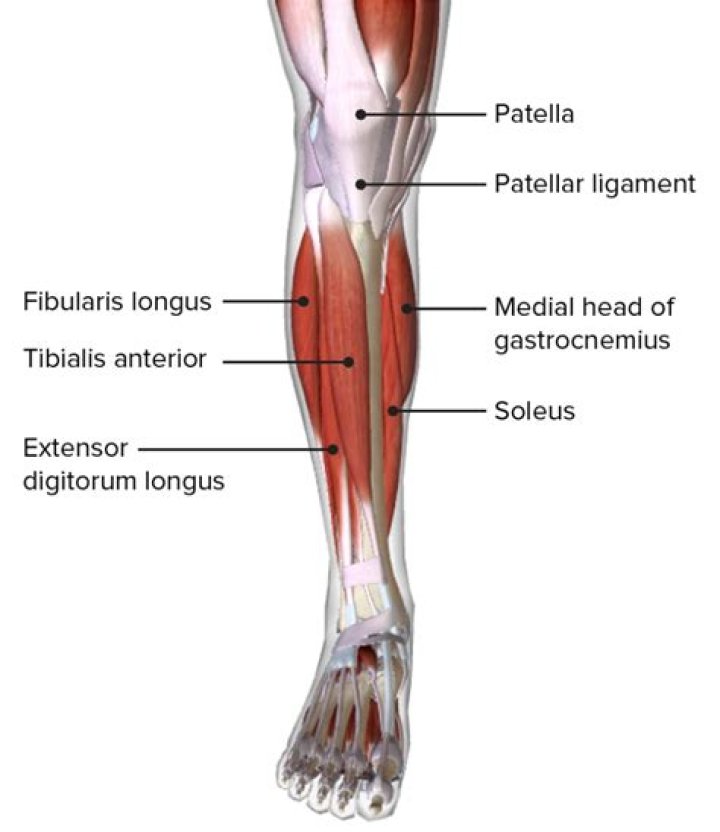 Which part of the leg does the tibia form?