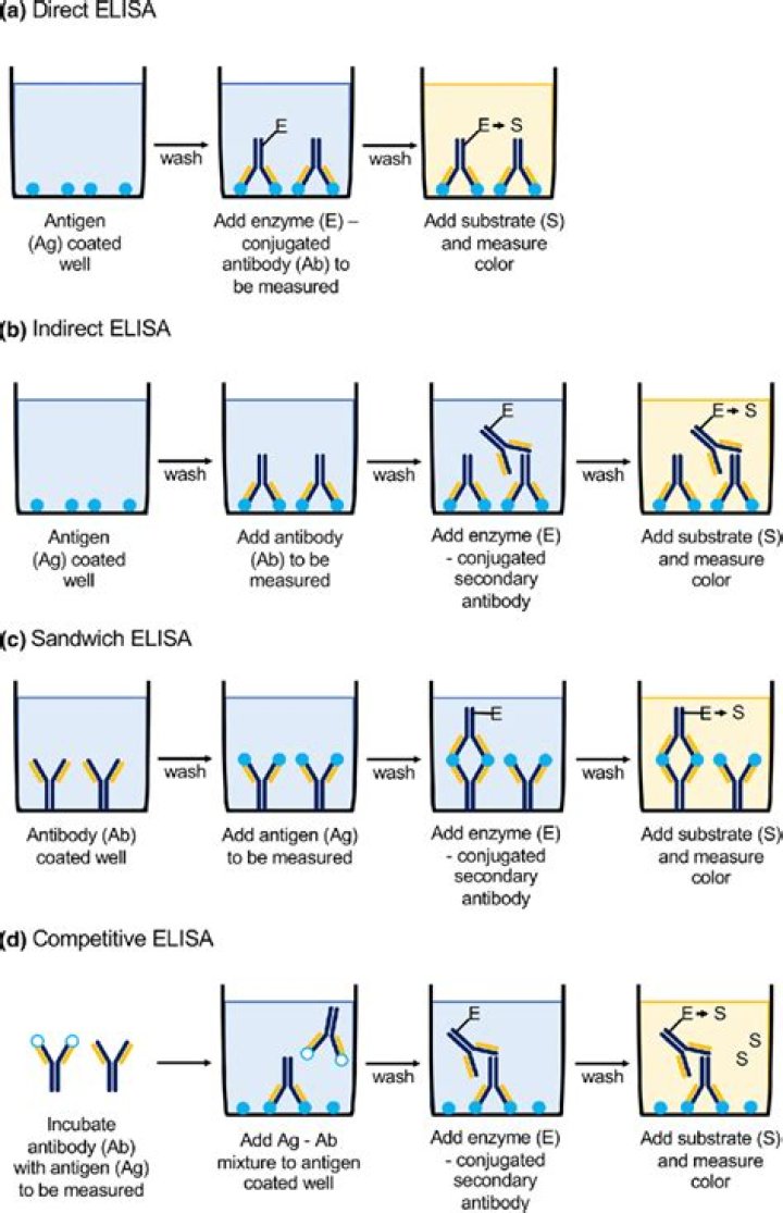Which pathogen is identified by elisa test?