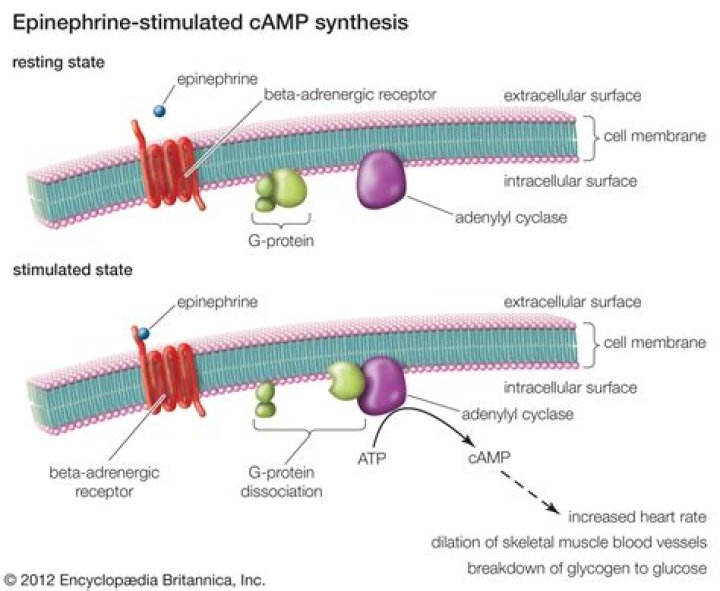 Which pathways are stimulated in muscle by epinephrine?