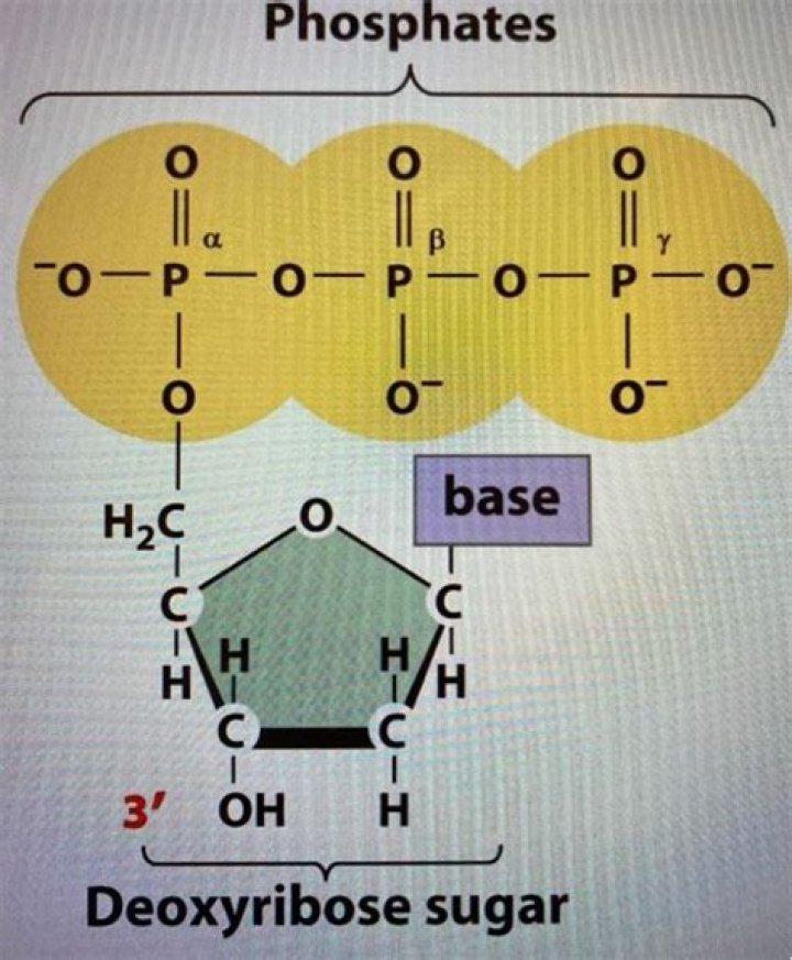 Which phosphate in the dntp should be radioactively labeled?