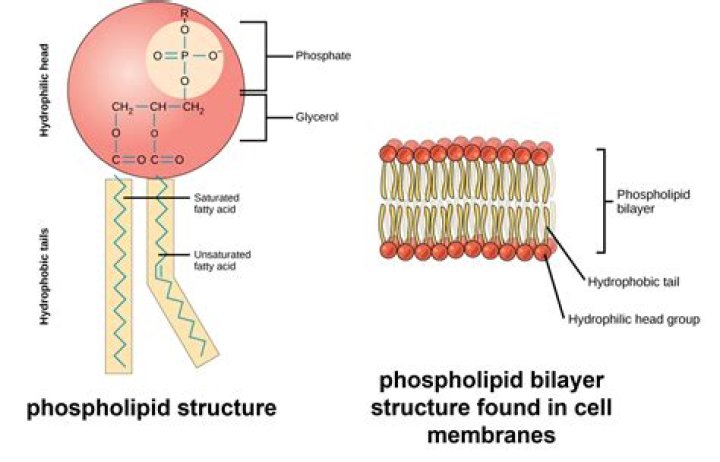Which phospholipid has antigenic activity?