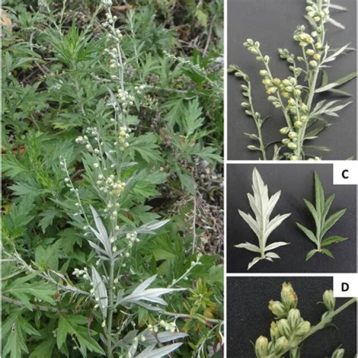 Which plant is artemisia?