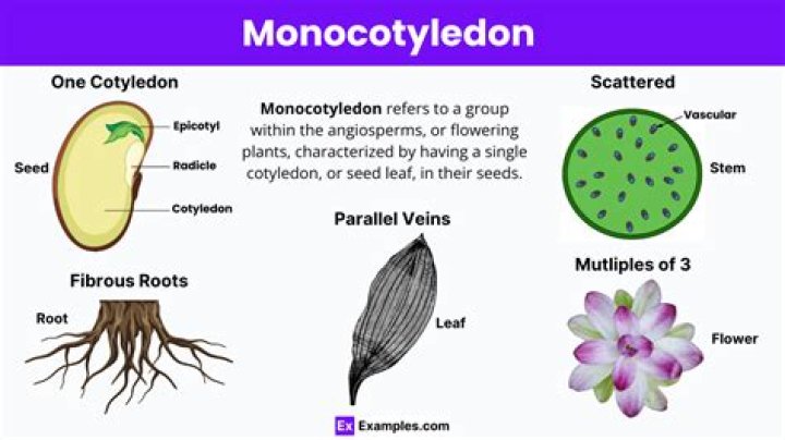 Which plant is monocotyledon?