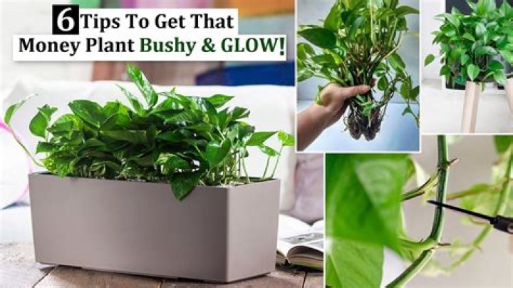 Which plant is twiner?