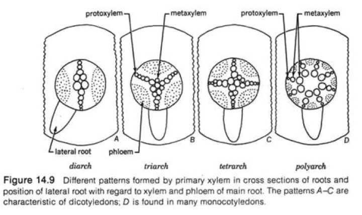 Which plant part possess polyarch condition?