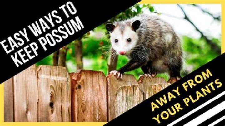 Which plants deter possums?
