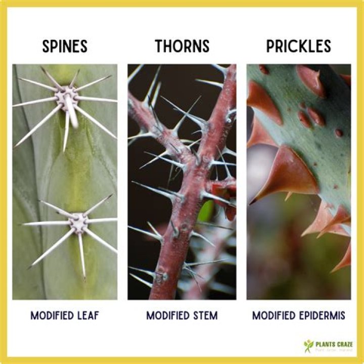 Which plants have prickles?