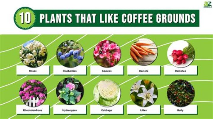 Which plants like coffee grounds?