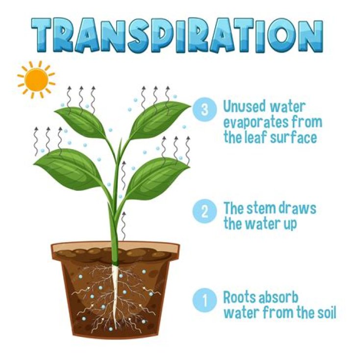 Which plants transpire the most?