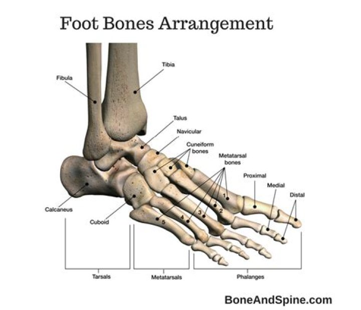 Which portion of the fibula articulates with the talus?