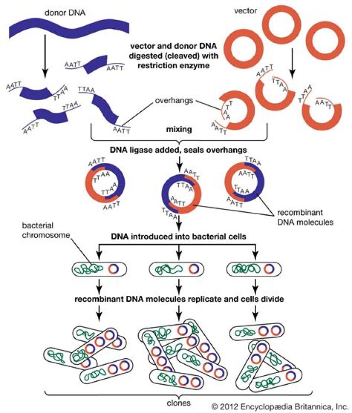Which process copies an organism's dna?