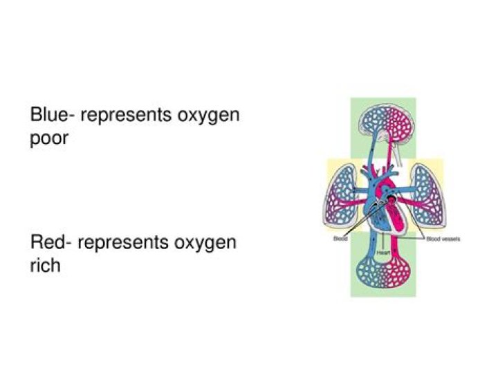 Which receives oxygen poor blood?