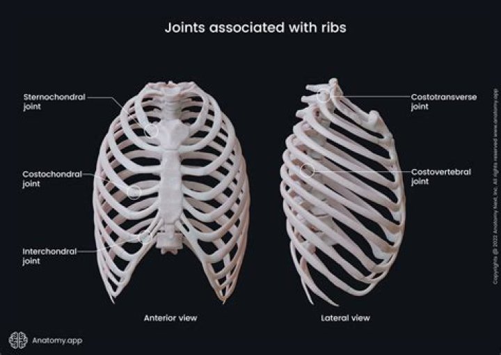 Which ribs are called vertebrocostal ribs?