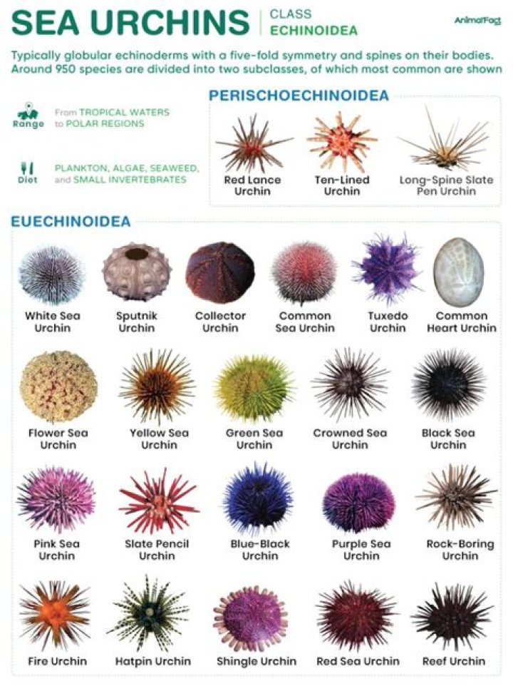Which sea urchins are not poisonous?