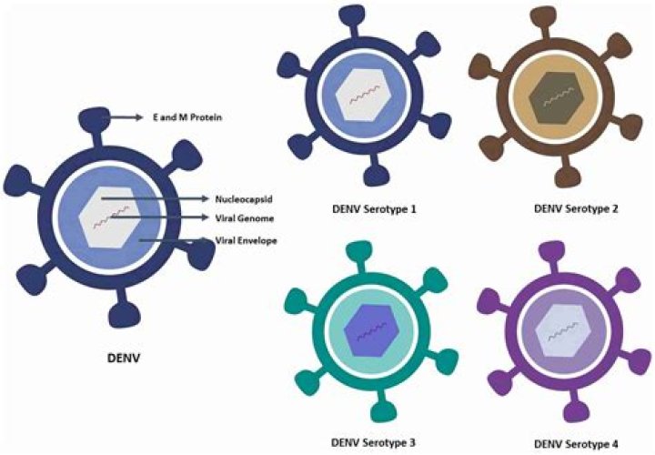 Which serotype of dengue virus is most dangerous?