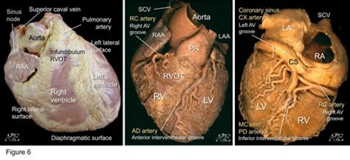 Which side female heart?