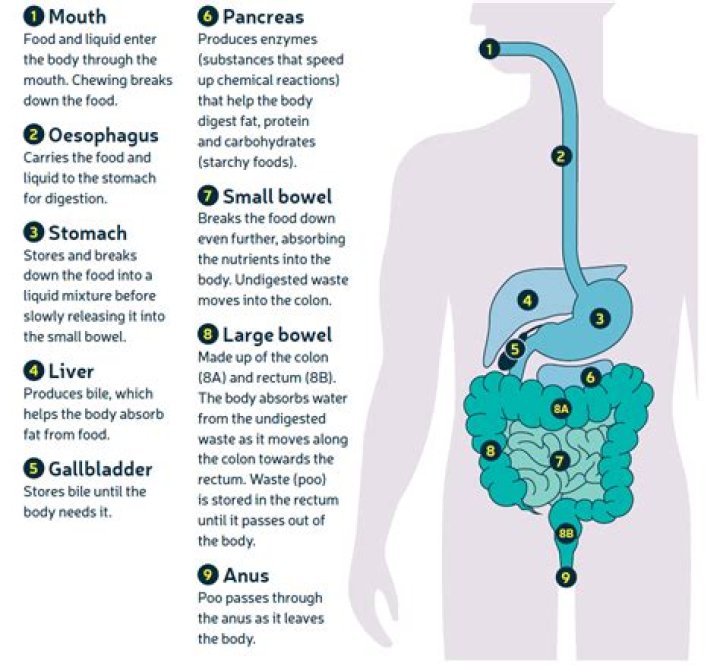 Which side of your body is your bowel on?