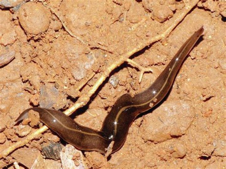 Which slugs carry rat lungworm?