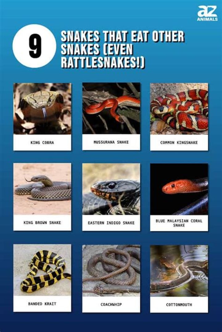 Which snakes eat rattlesnakes?